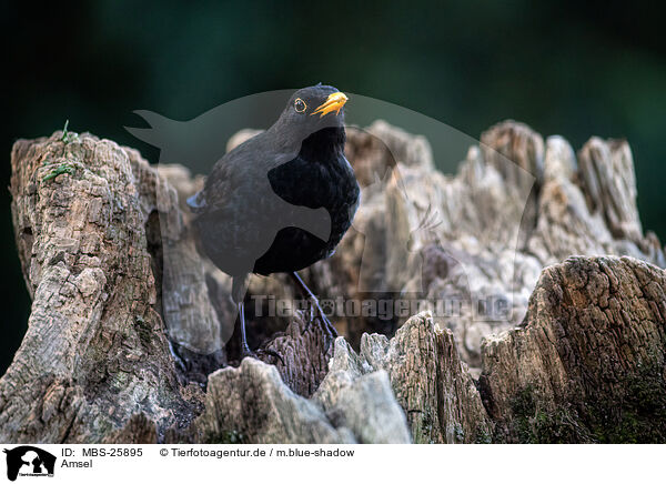 Amsel / common blackbird / MBS-25895