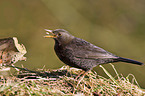 Amsel