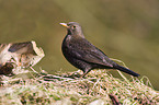 Amsel