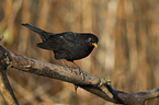 Amsel