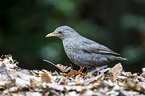 Amsel