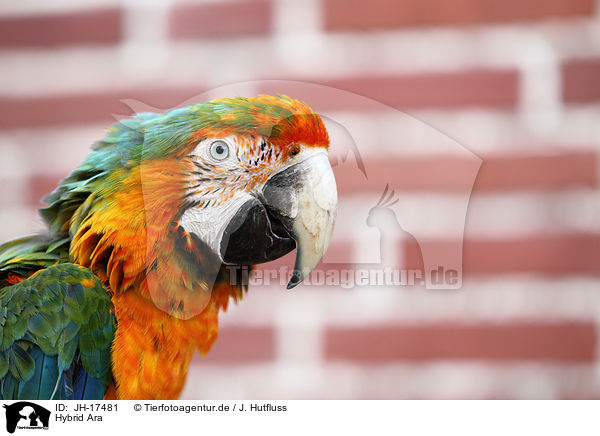 Hybrid Ara / hybrid macaw / JH-17481
