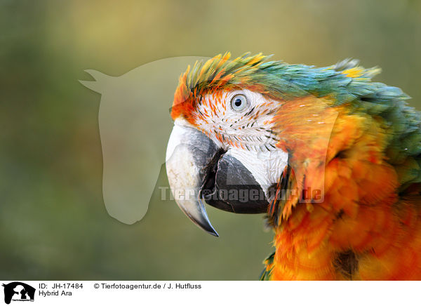 Hybrid Ara / hybrid macaw / JH-17484