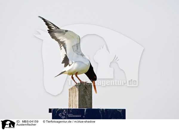 Austernfischer / Eurasian oystercatcher / MBS-04159