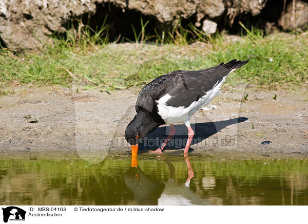 Austernfischer / Eurasian oystercatcher / MBS-04163