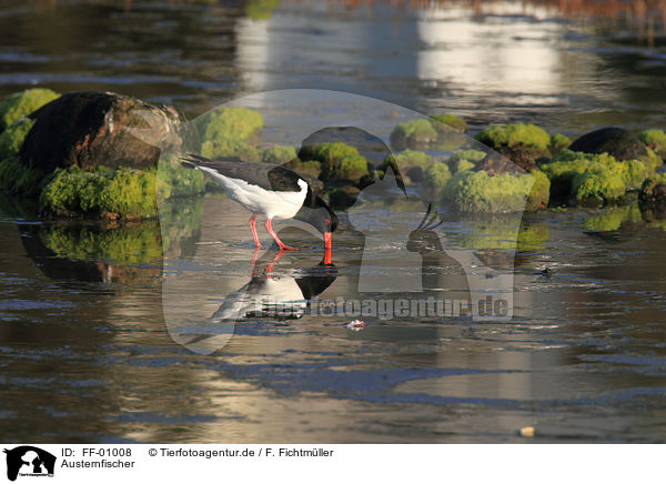 Austernfischer / Eurasian oystercatcher / FF-01008