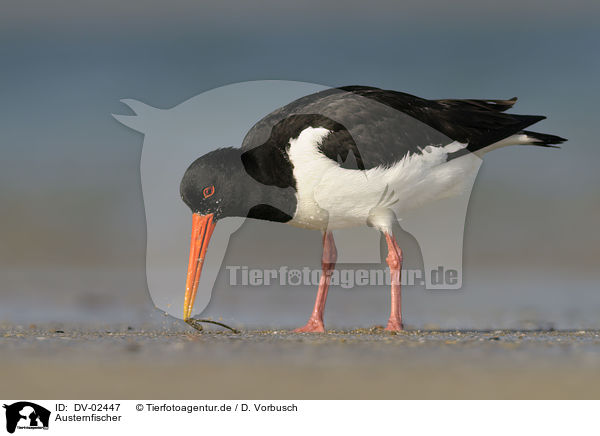 Austernfischer / Eurasian oystercatcher / DV-02447