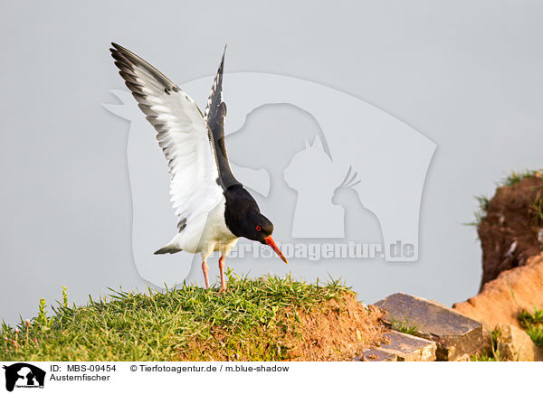 Austernfischer / Eurasian oystercatcher / MBS-09454