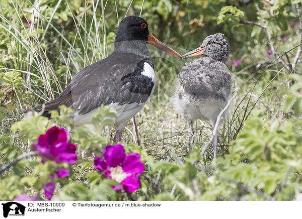 Austernfischer / Eurasian oystercatcher / MBS-10909