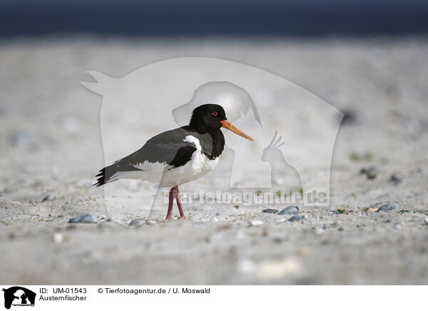 Austernfischer / Eurasian Oystercatcher / UM-01543