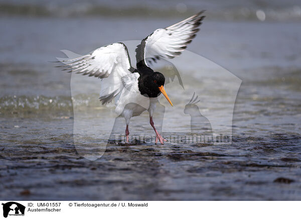 Austernfischer / Eurasian Oystercatcher / UM-01557