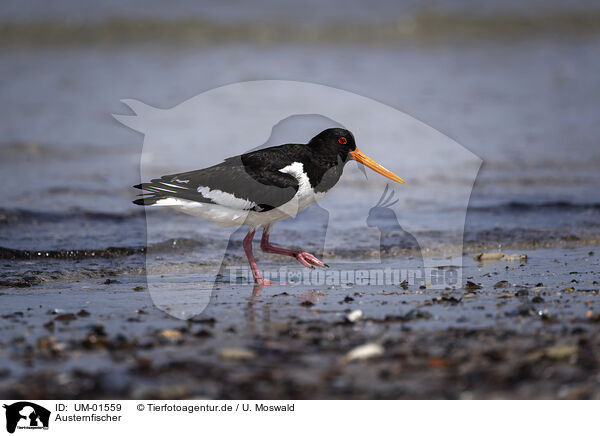 Austernfischer / Eurasian Oystercatcher / UM-01559