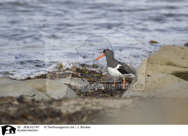 Austernfischer / Eurasian oystercatcher / JEB-02197