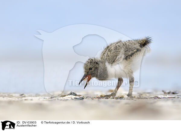 Austernfischer / Eurasian oystercatcher / DV-03903