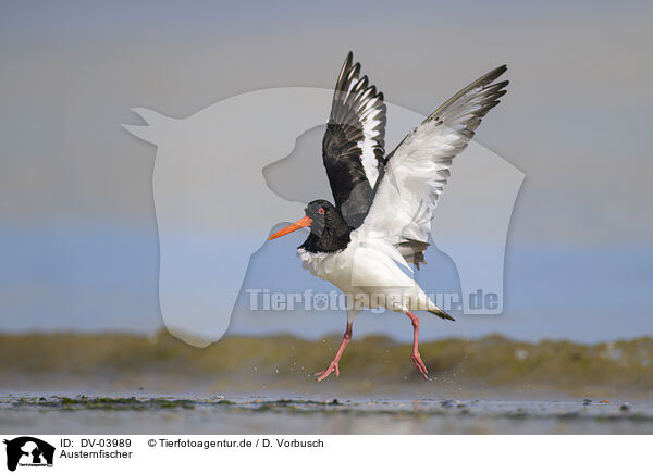 Austernfischer / Eurasian oystercatcher / DV-03989