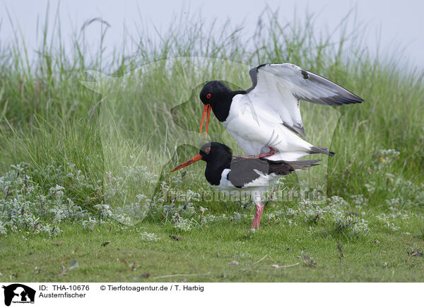 Austernfischer / Eurasian oystercatcher / THA-10676