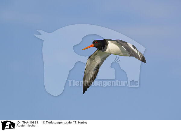 Austernfischer / Eurasian oystercatcher / THA-10831