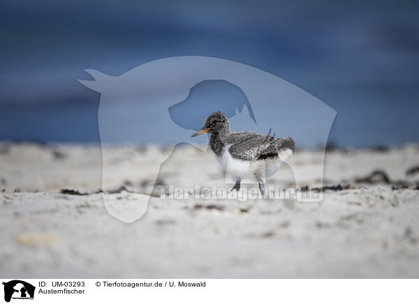 Austernfischer / oystercatcher / UM-03293