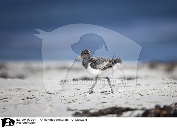 Austernfischer / oystercatcher / UM-03294