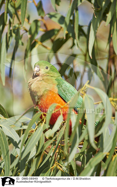 Australischer Knigssittich / Australian king parrot / DMS-08949