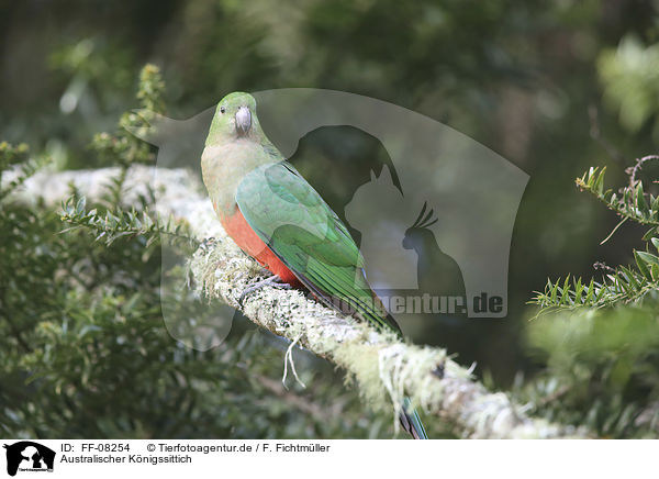 Australischer Knigssittich / Australian king parrot / FF-08254