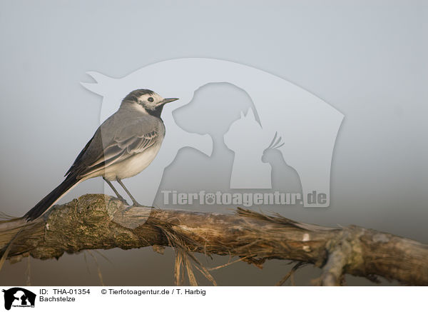 Bachstelze / white wagtail / THA-01354