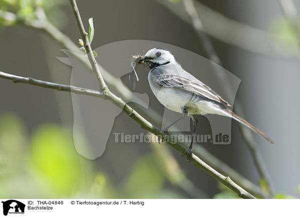 Bachstelze / white wagtail / THA-04846