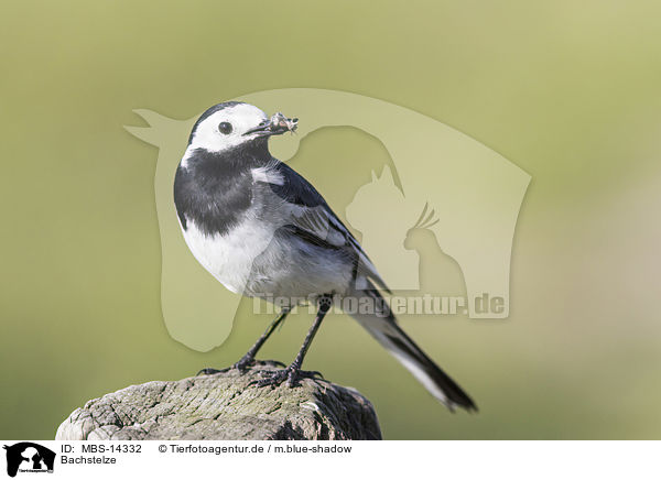 Bachstelze / white wagtail / MBS-14332