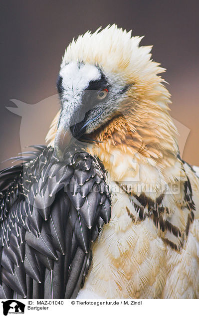 Bartgeier / bearded vulture / MAZ-01040