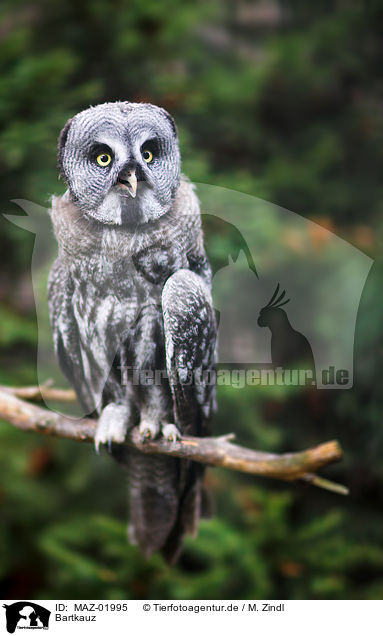 Bartkauz / great grey owl / MAZ-01995