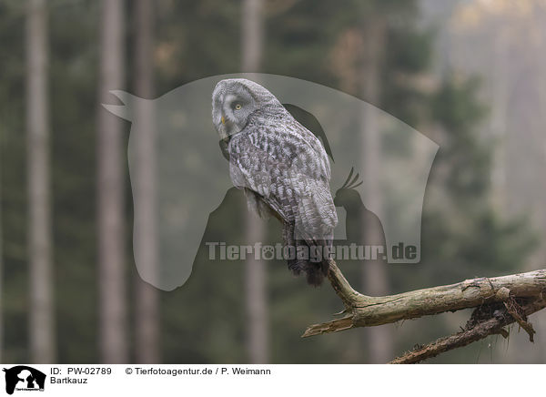 Bartkauz / great grey owl / PW-02789