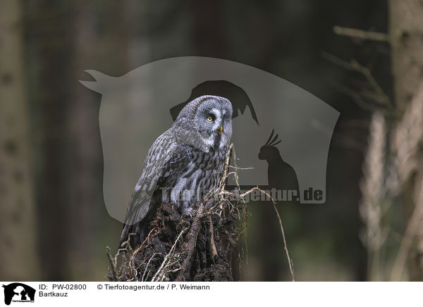 Bartkauz / great grey owl / PW-02800