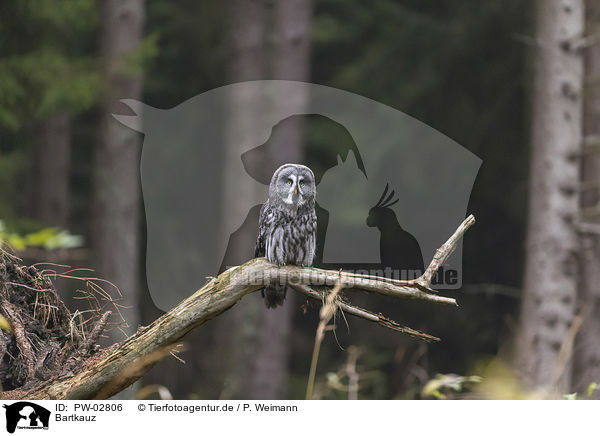Bartkauz / great grey owl / PW-02806