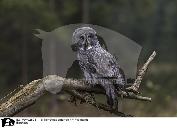 Bartkauz / great grey owl / PW-02808
