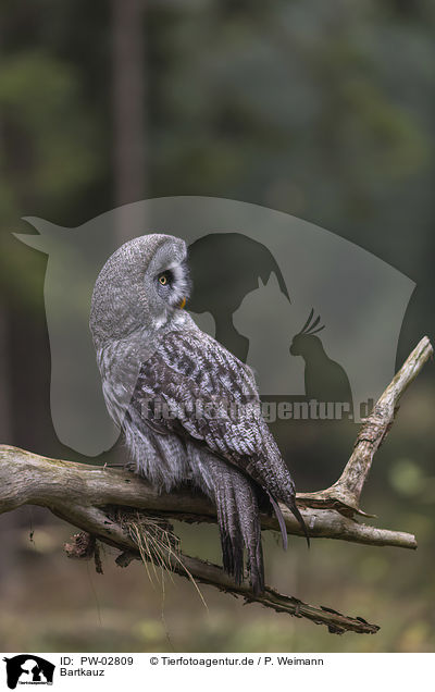 Bartkauz / great grey owl / PW-02809