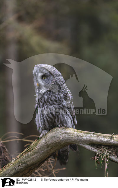 Bartkauz / great grey owl / PW-02812