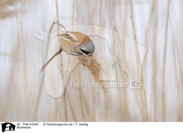 Bartmeise / bearded tit / THA-03494