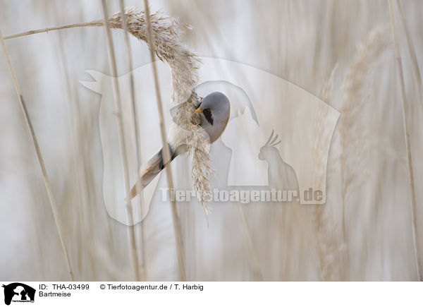 Bartmeise / bearded tit / THA-03499