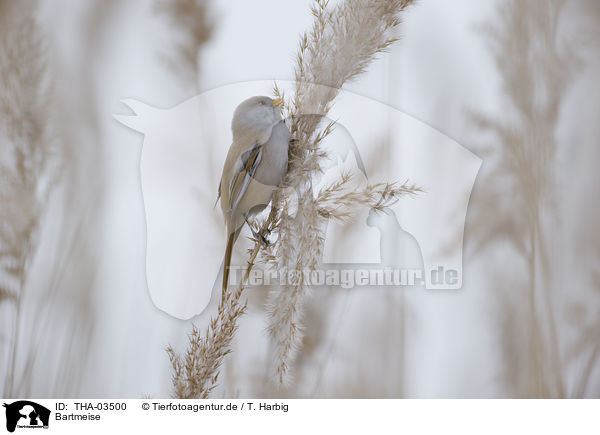 Bartmeise / bearded tit / THA-03500