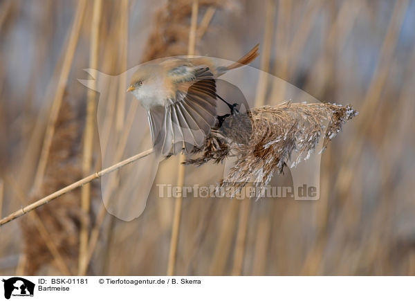 Bartmeise / bearded tit / BSK-01181