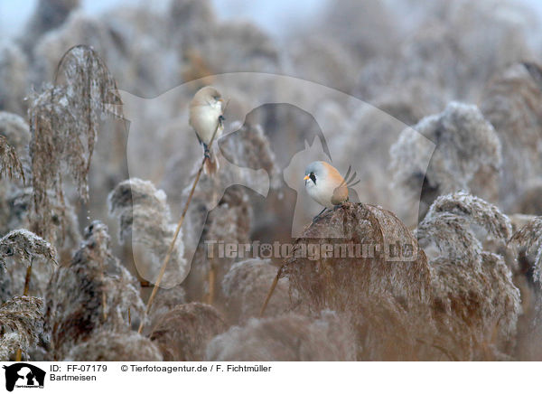 Bartmeisen / bearded tits / FF-07179