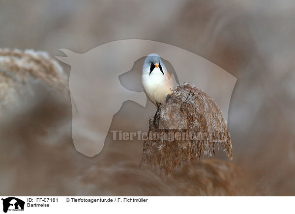 Bartmeise / bearded tit / FF-07181