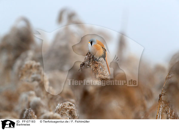 Bartmeise / bearded tit / FF-07183