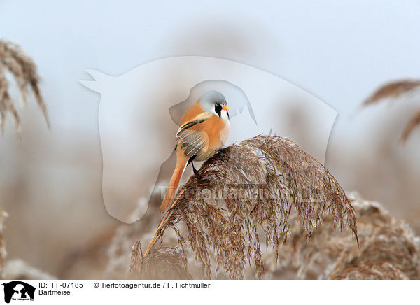 Bartmeise / bearded tit / FF-07185