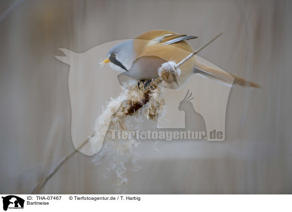 Bartmeise / bearded reedling / THA-07467