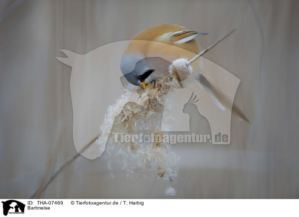 Bartmeise / bearded reedling / THA-07469