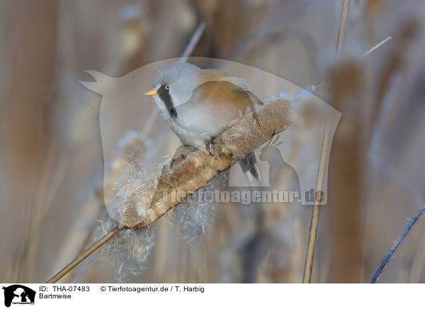 Bartmeise / bearded reedling / THA-07483