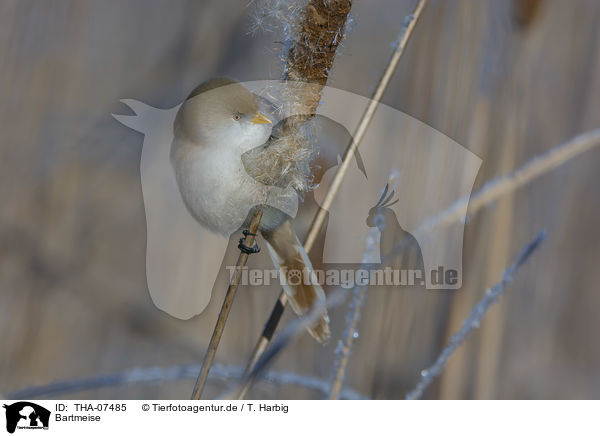 Bartmeise / bearded reedling / THA-07485