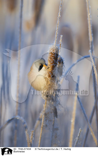 Bartmeise / bearded reedling / THA-07494