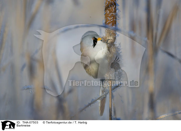 Bartmeise / bearded reedling / THA-07503